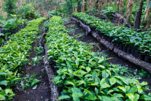 Coffee Farming